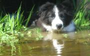 Braeyden in Pond - Wilsong Border Collies