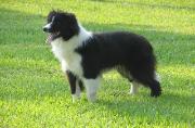 Rowdy at 1 yr old