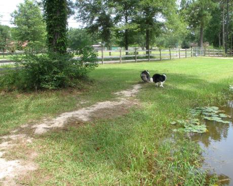 WELCOME to Wilsong Border Collies