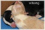 border collie puppies for sale