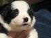 border collie puppies for sale