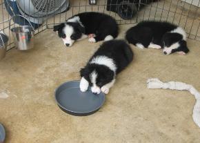 border collie puppies for sale