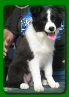 Sweet Isabella -Wilsong Border Collies