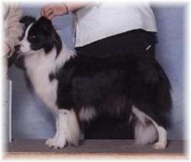 Wilsong Border Collies - Julee