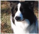 beautiful border collie shanghai