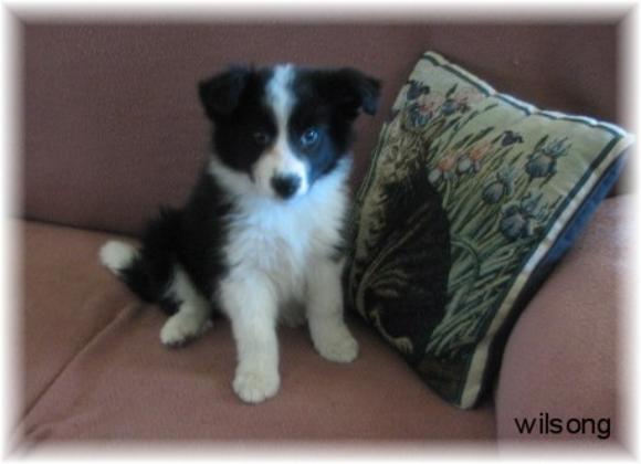 Wilsong's Lil Braeyden 