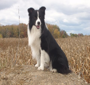 hot shot storm chaser- Wilsong Border Collies file 27