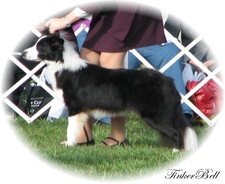 Wilsong Border Collies - Tinker at BCSA Nationals 2008
