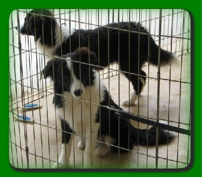 beautiful wilsong border collies