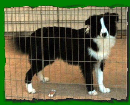 beautiful border collie Ally at Wilsong