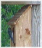 Blue bird at wilsong Border Collies 