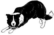 Wilsongl Border Collies email gif 