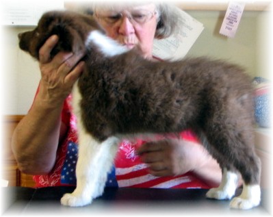 wilsong kennels home of beautiful border collie puppies