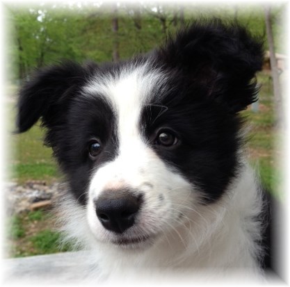 border collie puppies for sale