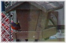 painted bunting Robert, La. at Wilsong Border Collies