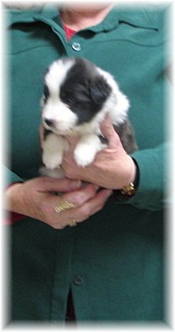 beautiful border collie pup