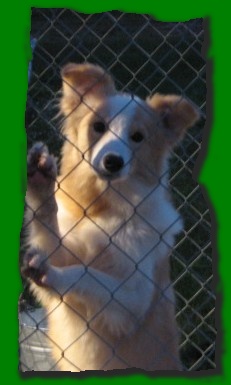 beautiful gold and white border collie