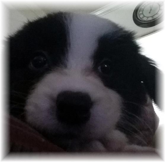 AKC border collie puppies available