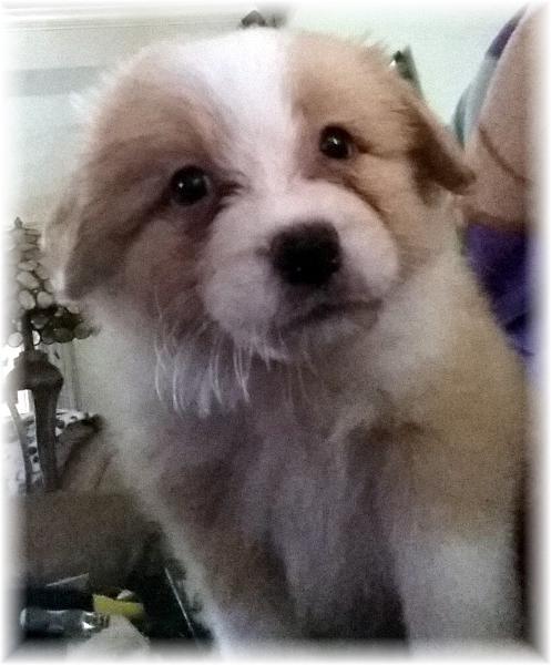 gold & white border collie puppies available