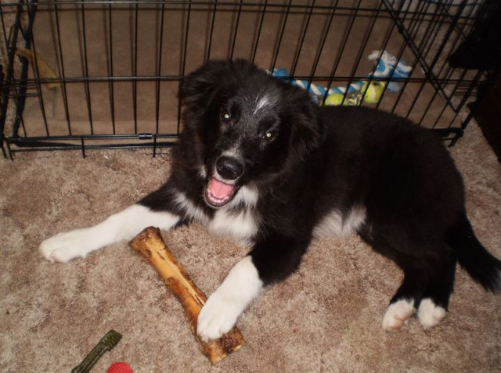 my handsome dark boy - Jett