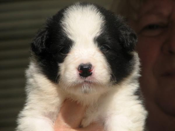beautiful border collie puppies