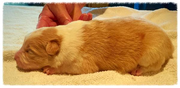 gold & white border collie puppy available