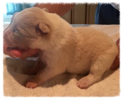 gold & white border collie puppies available