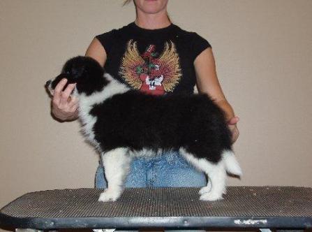 Wilsong Border Collies - Braeyden standing 10 wks