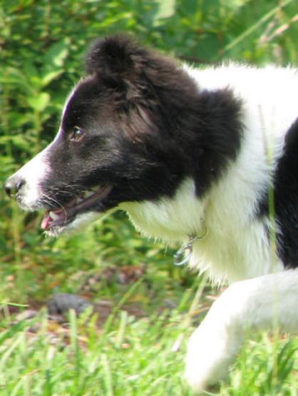 Wilsong Border Collies - Braeyden's eyes