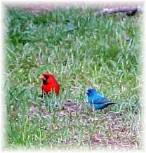 Cardinal and Indigo Bunting Robert, La.Wilsong Border Collies 