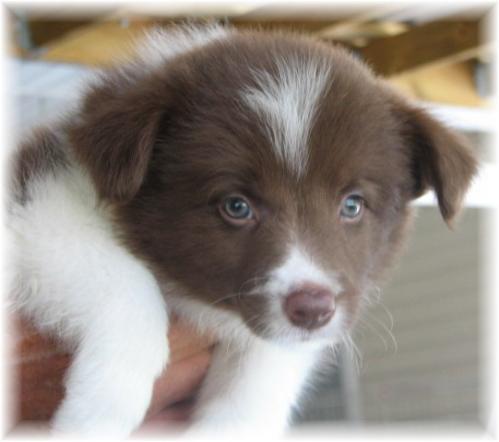 Beautiful wilsong border collie puppy