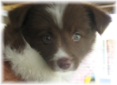 chocolate border collie puppy at wilsong kennels