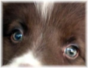 Kelsey chocolate border collie