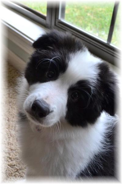 beautiful border collie puppies for sale