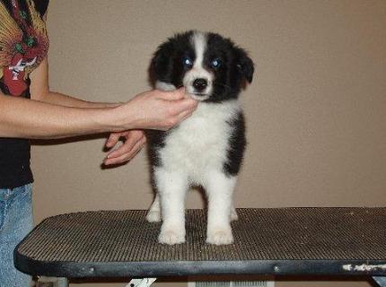 Wilsong Border Collies - Braeyden front 10 wks