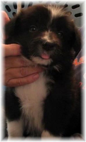 Wilsong Border Collies - Dark Boy front