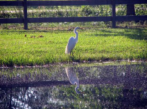 Egret at the pond at Wilsong Border Collies Kennel in Robert, La. 