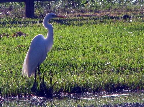 egret on property at Wilsong Border Collies 