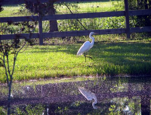 Egret walking at Wilosng Border Collies 