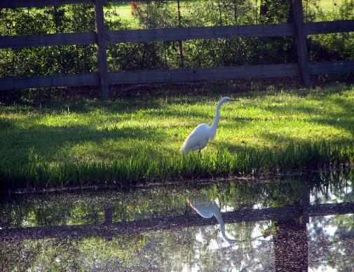 La.egret at wilsong Border Collies Kennel 
