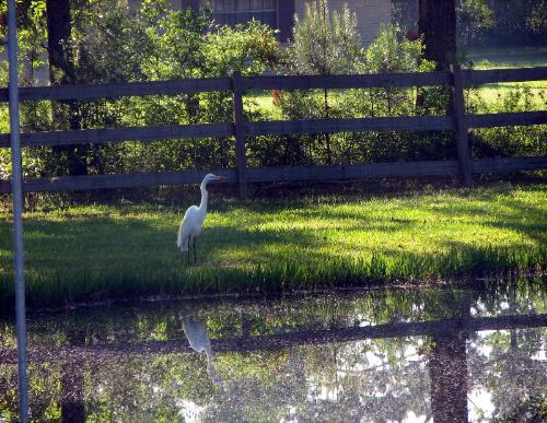 beautiful egret at Wilsong Border Collies in Robert, La. 