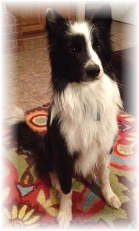 wilsong border collies friend  