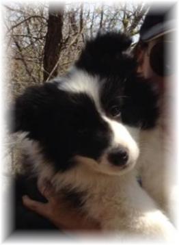 beautiful border collie puppies for sale