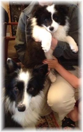 lovely border collie puppies for sale