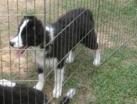 Wilsong's Glory young 