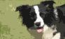 GloryBound of Wilsong Border Collies 