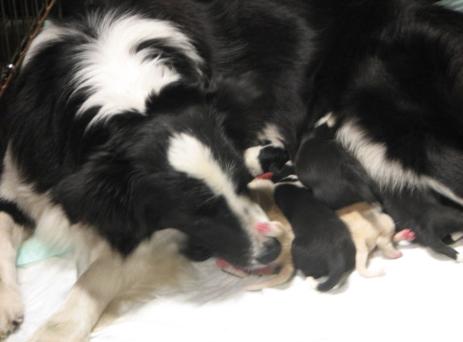 breeder with border collie puppies for sale
