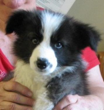 Wilsong Grizzly Jr - a sweet boy