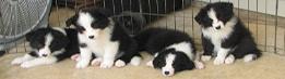 border collie puppies for sale