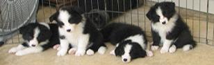 border collie puppies for sale